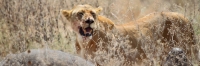 LionWithBuffaloKill_4997