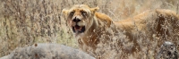 LionWithBuffaloKill_4998