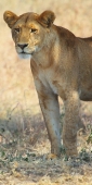 Lion_4948_v