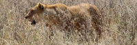 Lion_5000