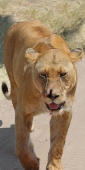 Lion_5005_v