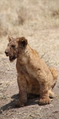 Lion_Cub_1722_v