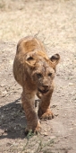 Lion_Cub_1723_v