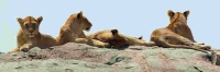 Lions_1617