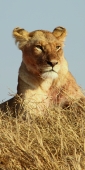 Lions_5203_v