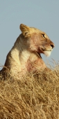 Lions_5204_v