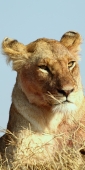 Lions_5209_v
