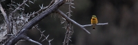 LittleBeeEater_1643