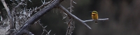 LittleBeeEater_1644_4x1