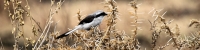 LongTailedFiscal_5068_4x1