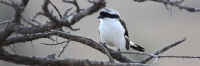LongTailedShrike_1675