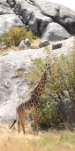 MaasaiGiraffe_4822_v
