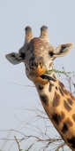 MaasaiGiraffe_4892_v