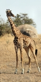 MaasaiGiraffe_5127_v