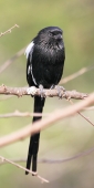 MagpieShrike_4897_v