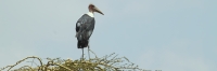 MarabouStork_5011