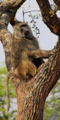 OliveBaboons_4837_v