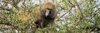 OliveBaboons_4838