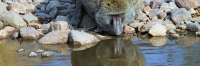 OliveBaboons_4864