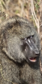 OliveBaboons_4882_v