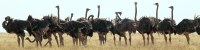 Ostrich_5214_4x1