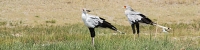 SecretaryBirds_1622_4x1