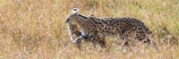 ServalCat&Kitten_4914