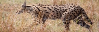 ServalCat_4912