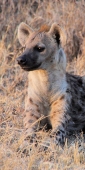 SpottedHyenas_1759_v