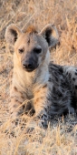 SpottedHyenas_1761_v