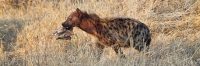 SpottedHyenas_5113