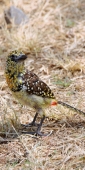 SpottedRed&YellowBarbet_1733_v