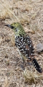 SpottedRed&YellowBarbet_1738_v
