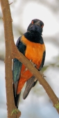 SupurbStarling_1748_v