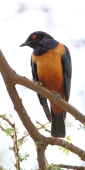 SupurbStarling_1750_v
