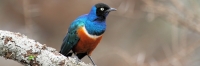 SupurbStarling_5066