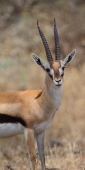 ThompsonsGazelle_1632_v
