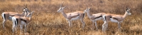 ThompsonsGazelles_4932_4x1