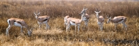 ThompsonsGazelles_4933