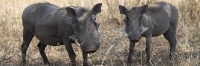 WartHog_5147