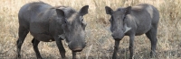 WartHog_5148