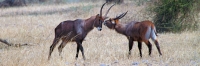 WaterBuck_5153