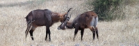 WaterBuck_5154