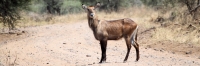 WaterBuck_5156