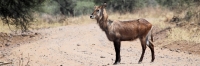 WaterBuck_5157