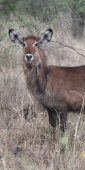 WaterBuck_5177_v