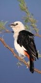 WhiteHeadedBuffaloWeaver_5196_v