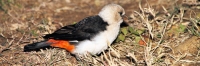 WhiteHeadedBuffaloWeaver_5197