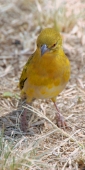 YellowFrontedCanary_1735_v