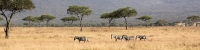 ZebraInLandscapeLandscape_1779_4x1